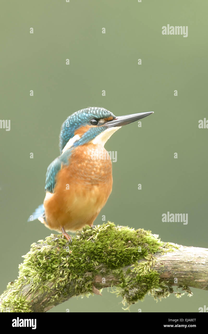 Kingfisher comune Foto Stock