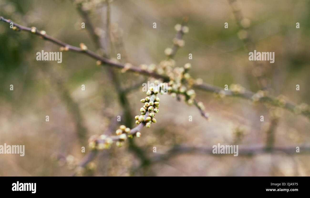 Una elevata profondità di campo colpo di un ramo di Berry. Foto Stock