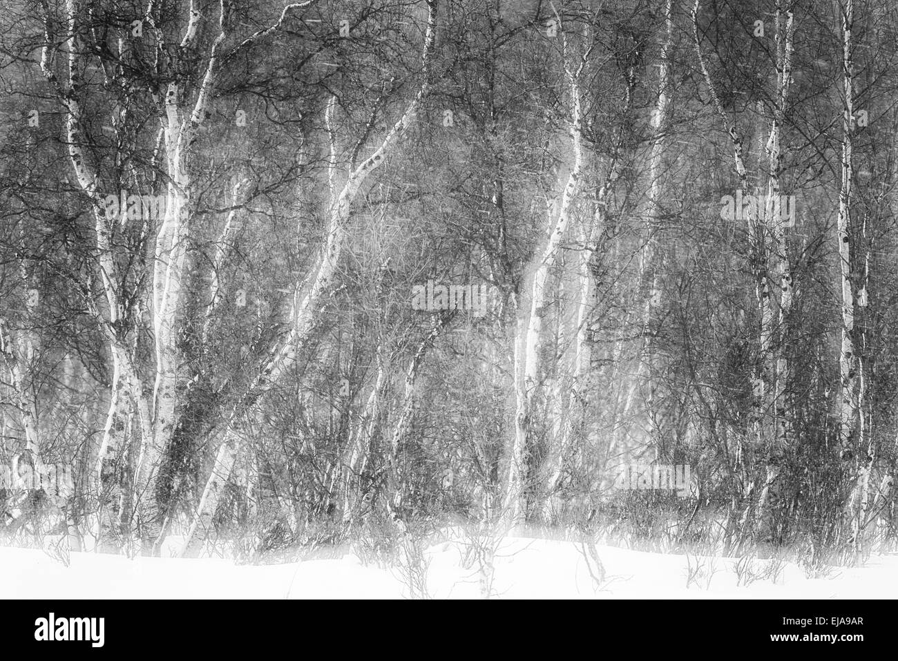 Bosco di betulle, nella neve, doppia esposizione, Lapponia Foto Stock