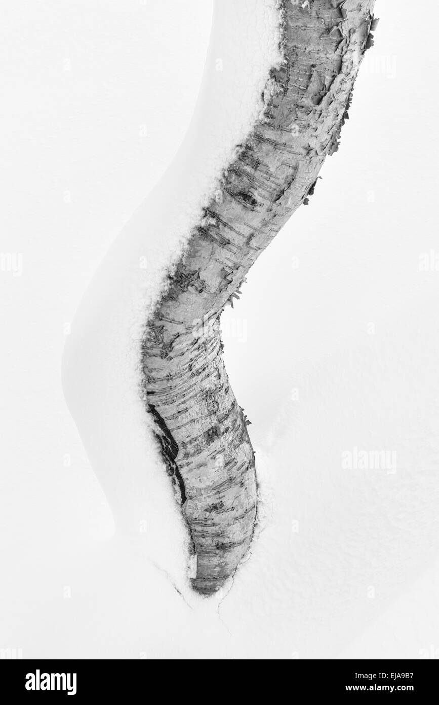 Tronco di betulla nella neve, Lapponia, Svezia Foto Stock