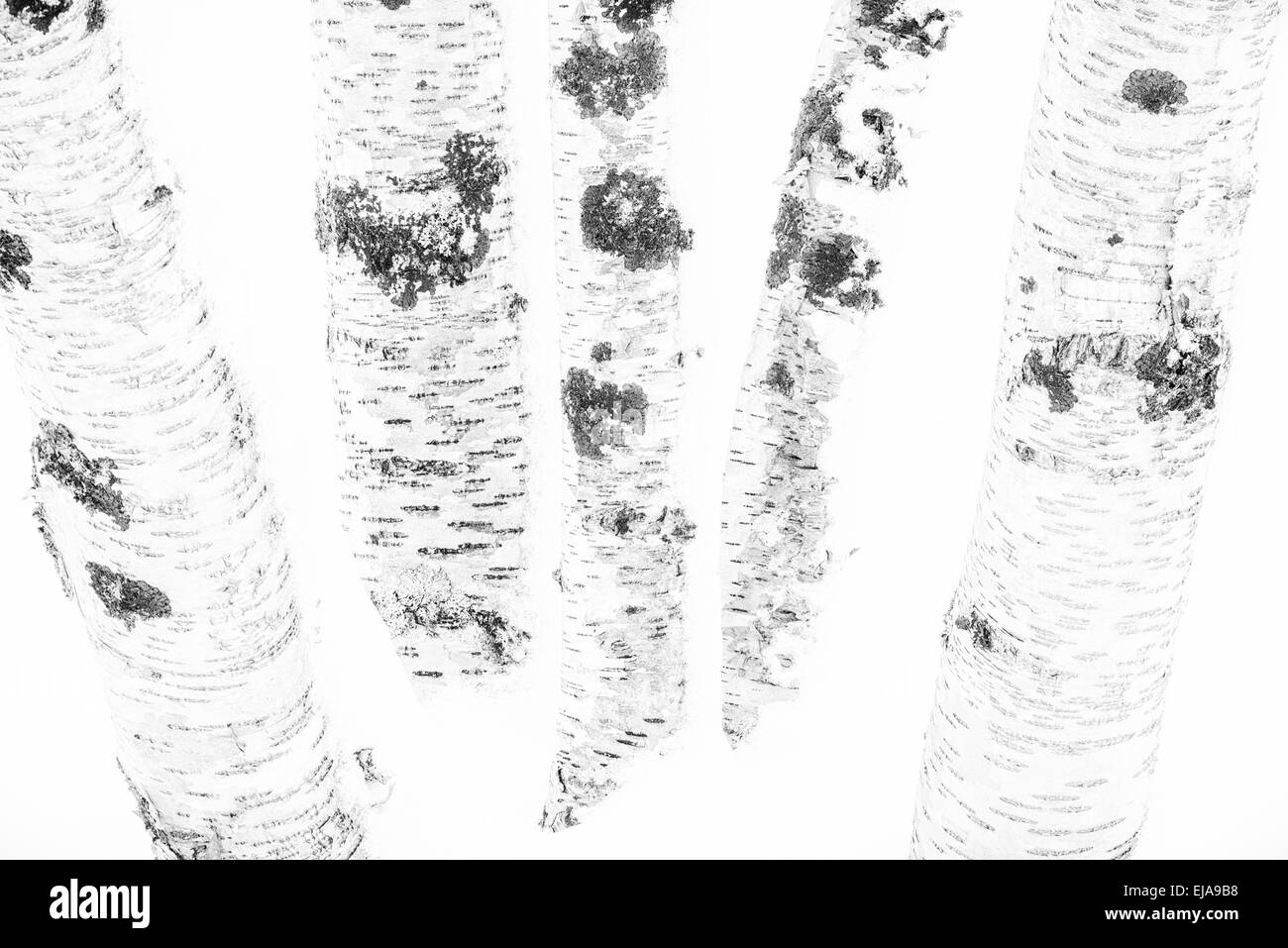 I trunk di betulla nella neve, Lapponia, Svezia Foto Stock