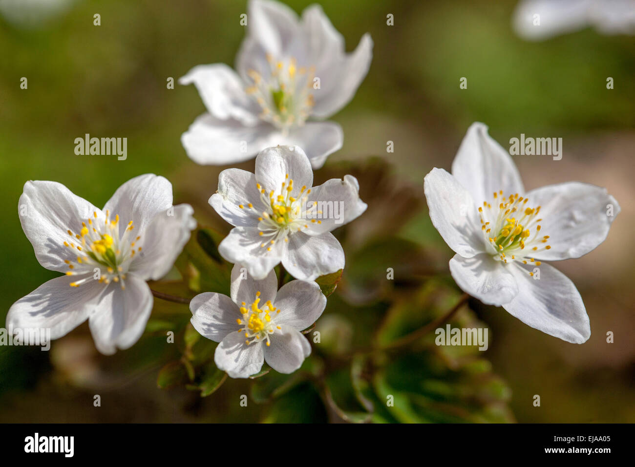 Falso rue anemone Isopyrum thalictroides Foto Stock