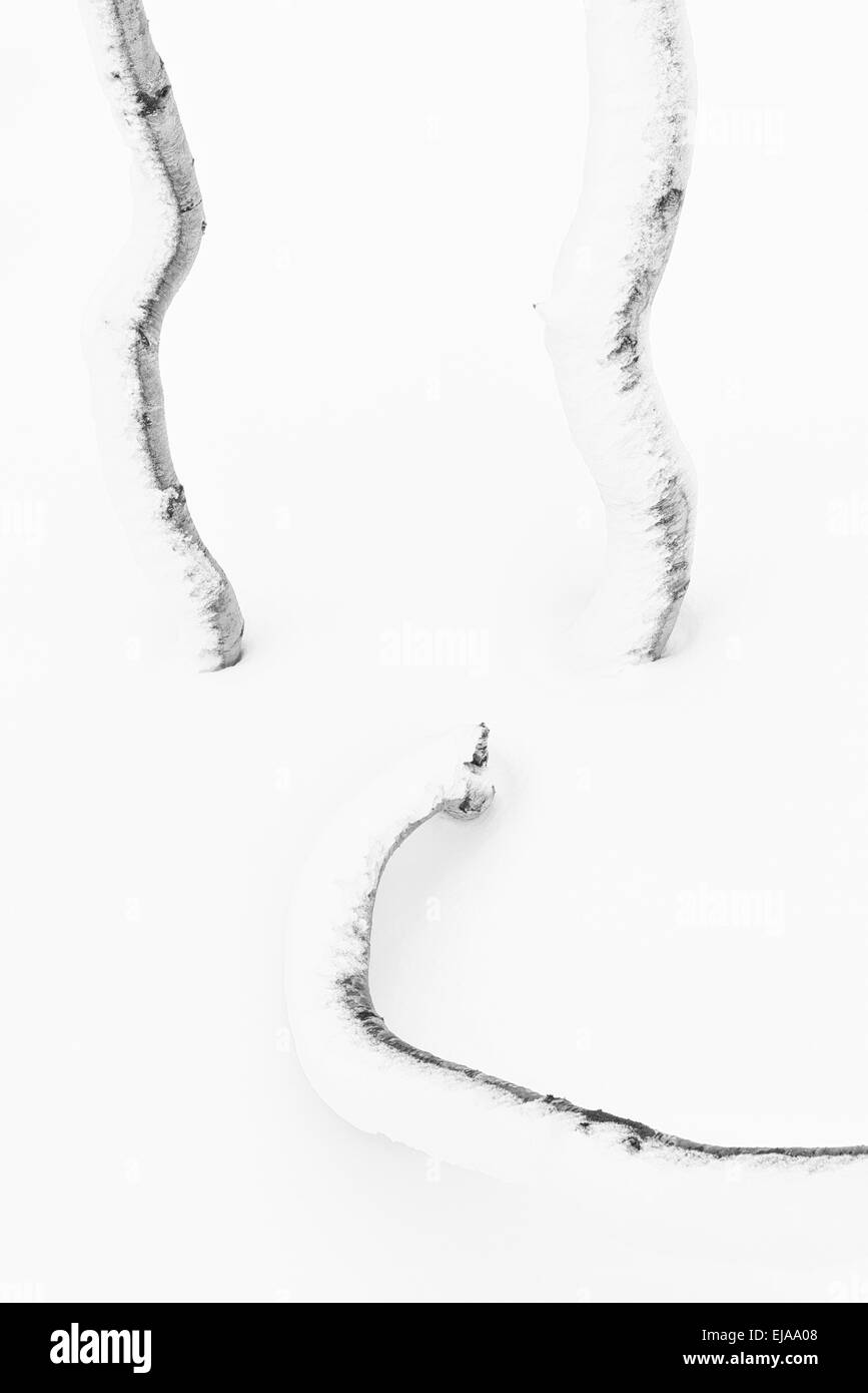 I trunk di betulla nella neve, Lapponia, Svezia Foto Stock