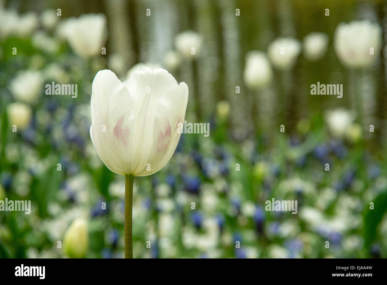 Singolarizzati white tulip (Tulipa) nella parte anteriore della coloratissima primavera matrimoniale floreale Foto Stock