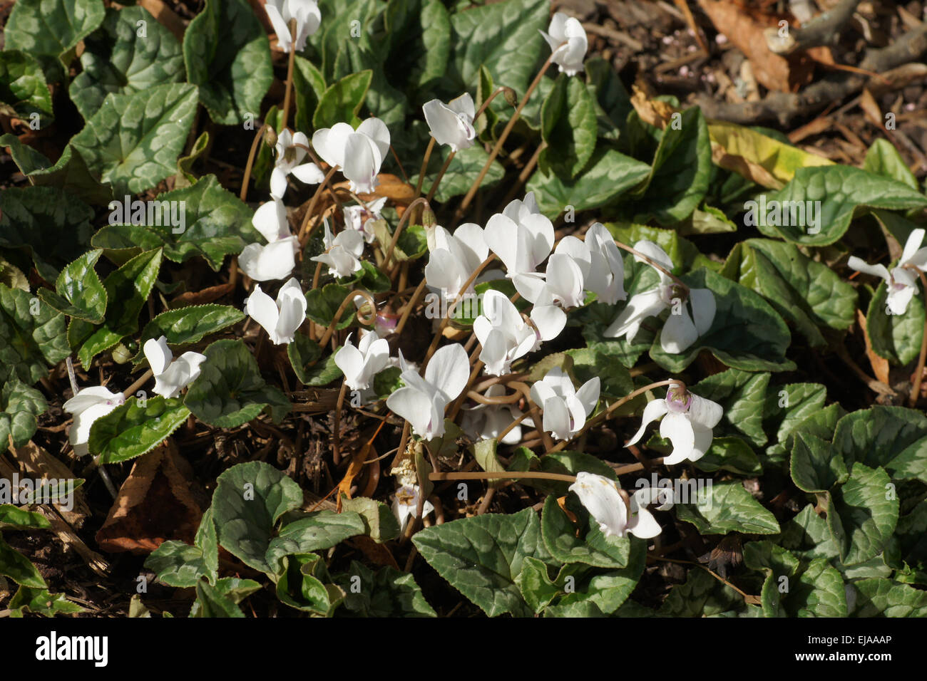 White edera-lasciava persiano di violetta Foto Stock