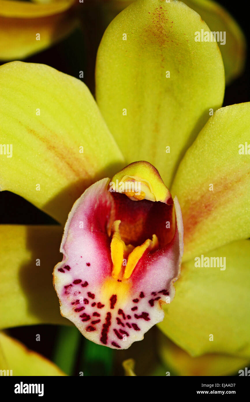 Chiudere fino a fiori di orchidea Foto Stock