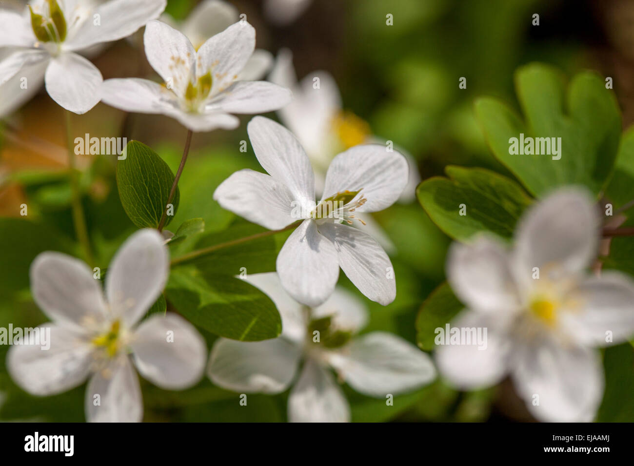 Falso rue anemone Isopyrum thalictroides Foto Stock