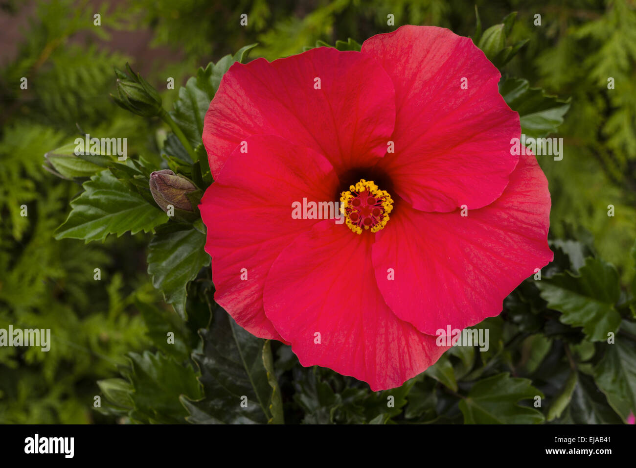 Fiore dell'ibisco Foto Stock