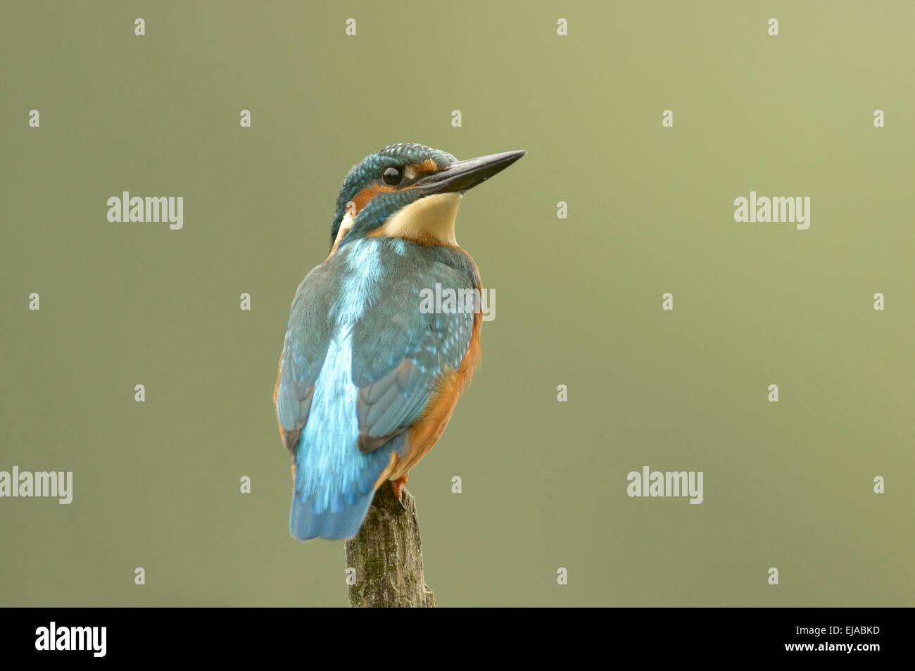 Kingfisher comune Foto Stock