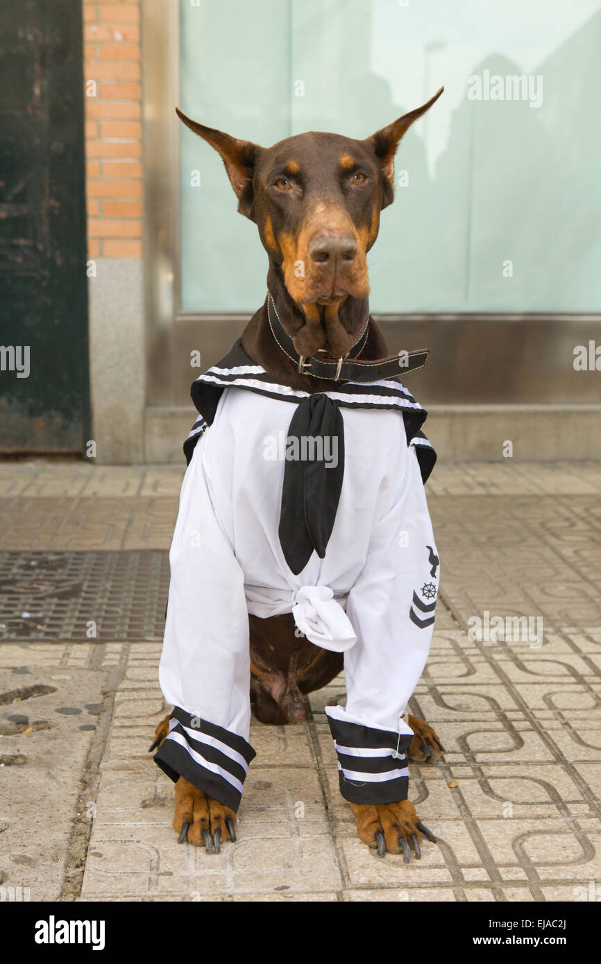 Cane vestito come marinaio prendere parte alla sfilata di carnevale di comparsas presso la città di Badajoz, Spagna Foto Stock