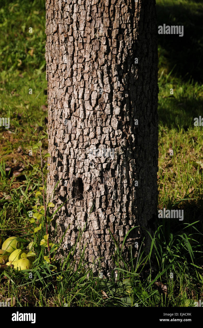 Albero di pera Foto Stock