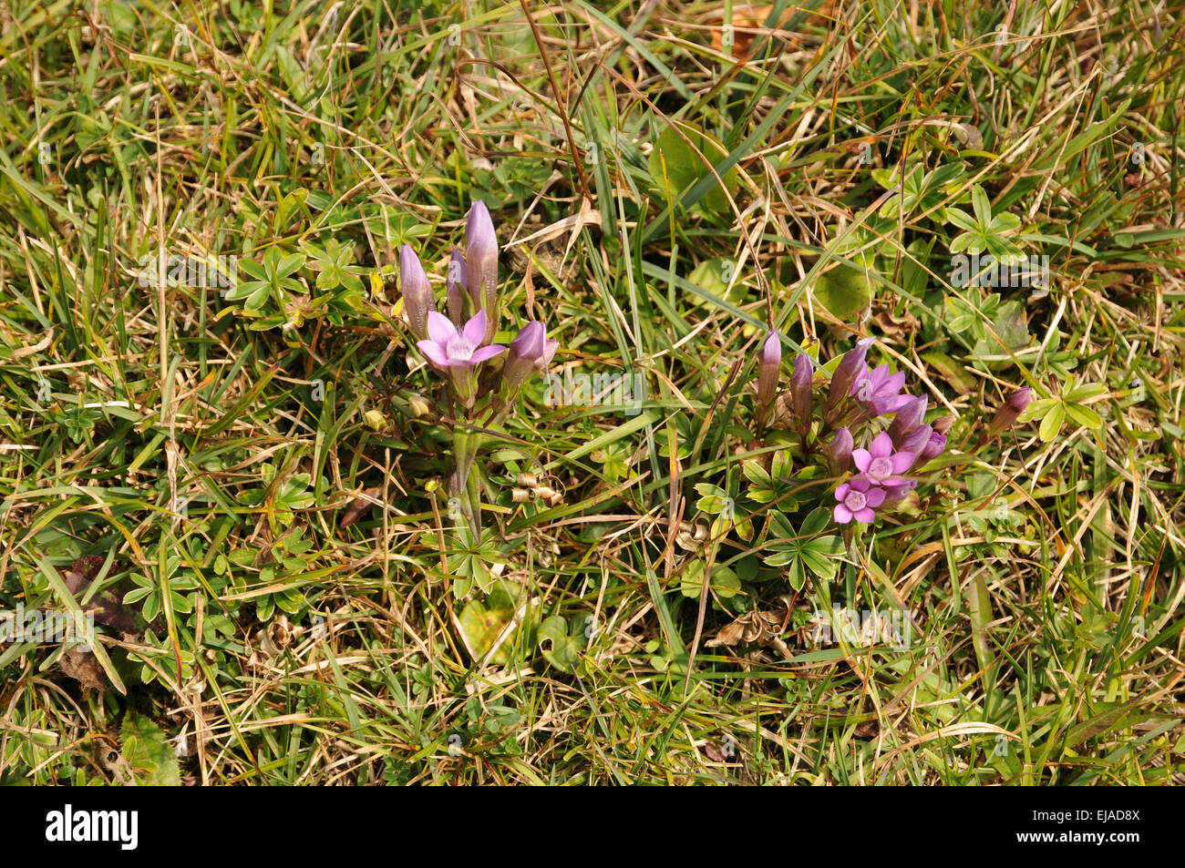 Chiltern genziana Foto Stock