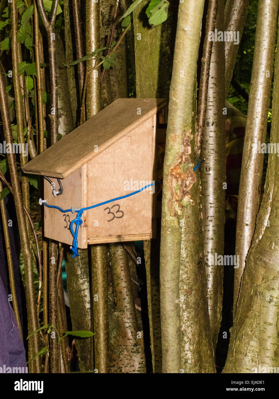 Un nocciolo di bosco ceduo con ghiro scatole di nido nel Surrey, Regno Unito Foto Stock