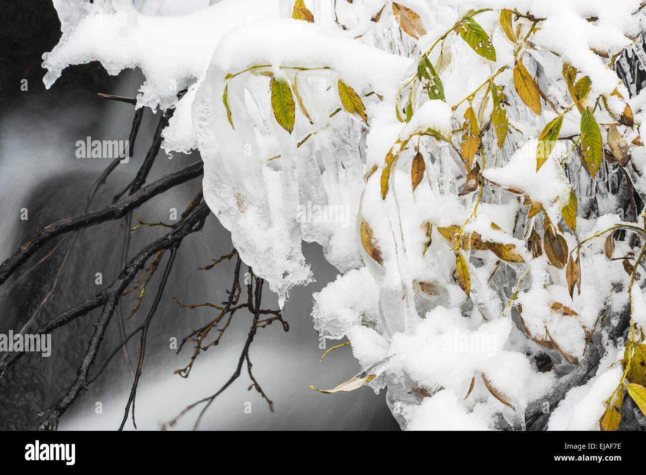 Lapponia willow nella neve, Dundret, Lapponia Foto Stock