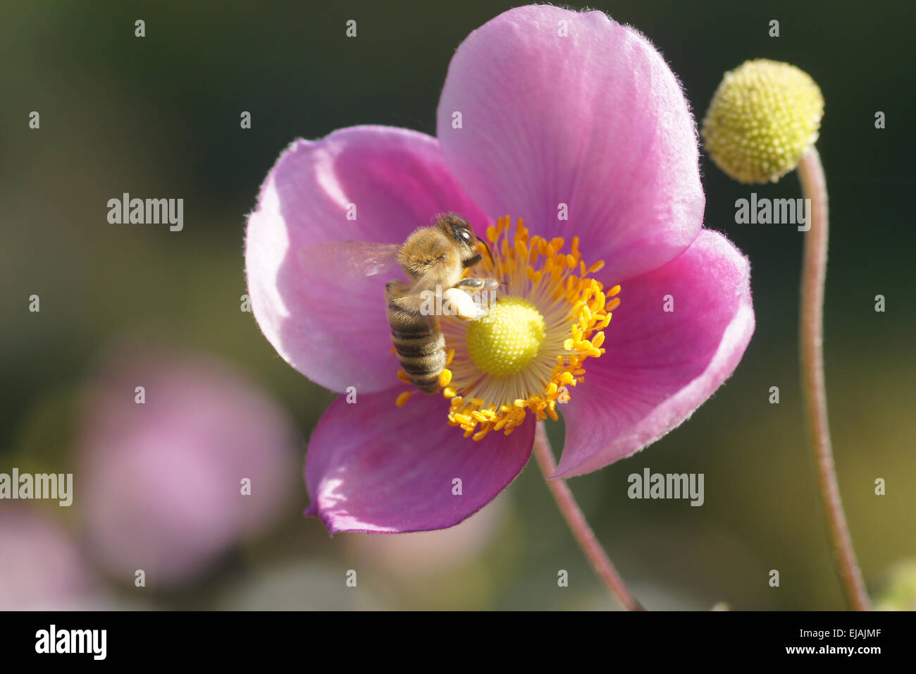 Anemone giapponese Foto Stock