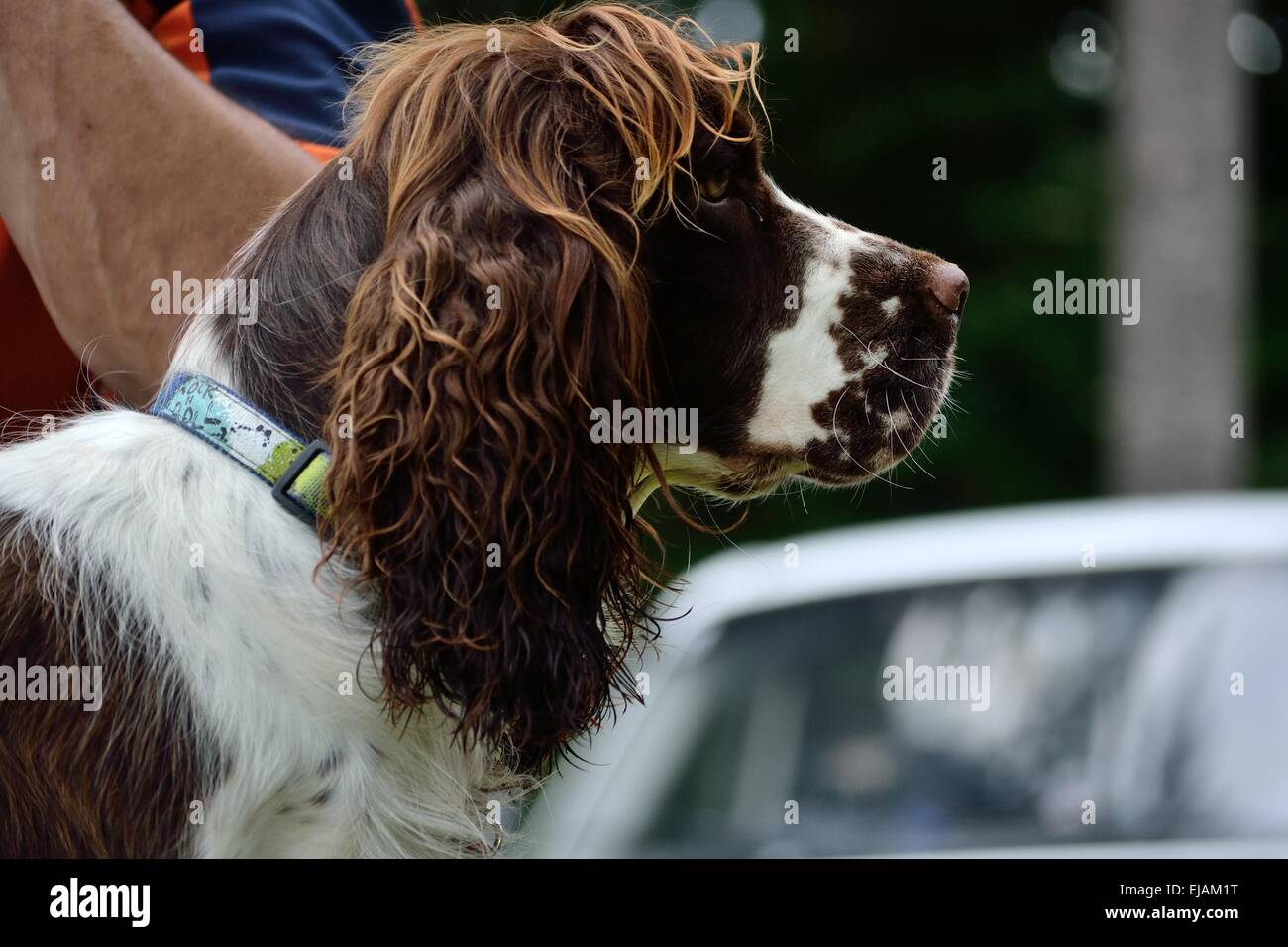 Cane laterale verticale - close up Foto Stock