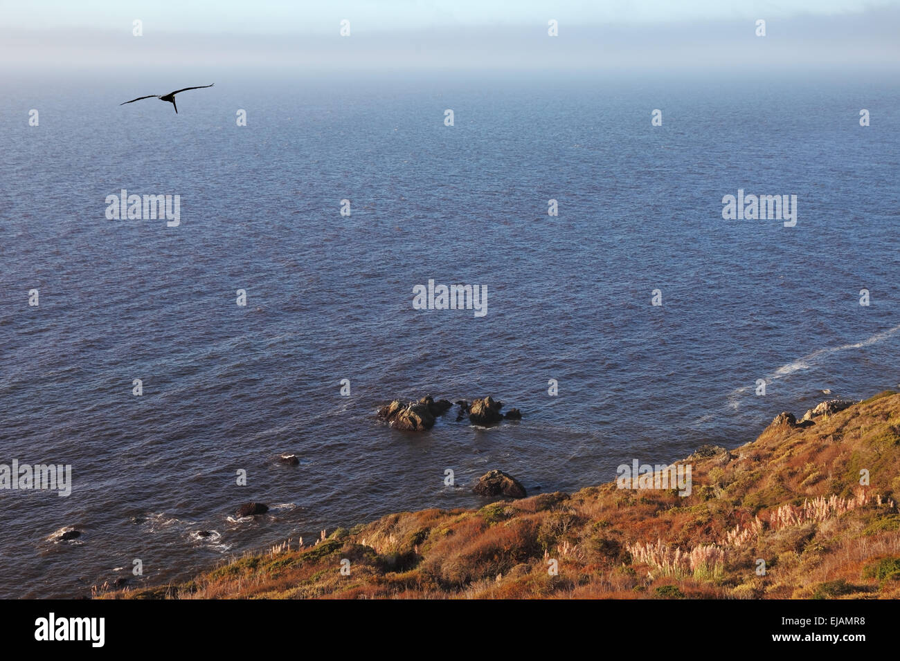 Pellicano grigio sono girato oltre oceano pacifico Foto Stock