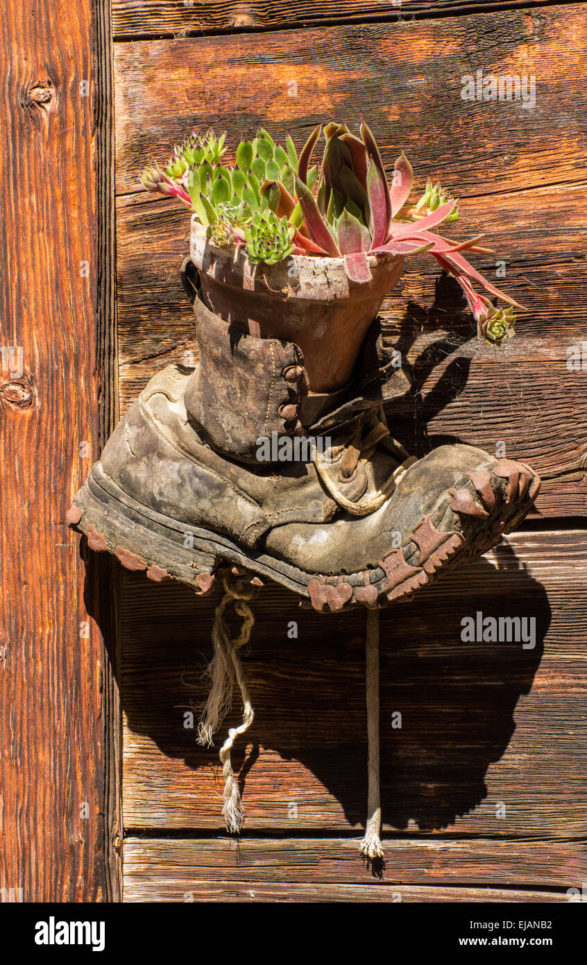 Un vecchio boot in possesso di una pianta in vaso pende dal lato della cabina nelle Alpi Svizzere village Gimmelwald nelle Alpi bernesi Foto Stock