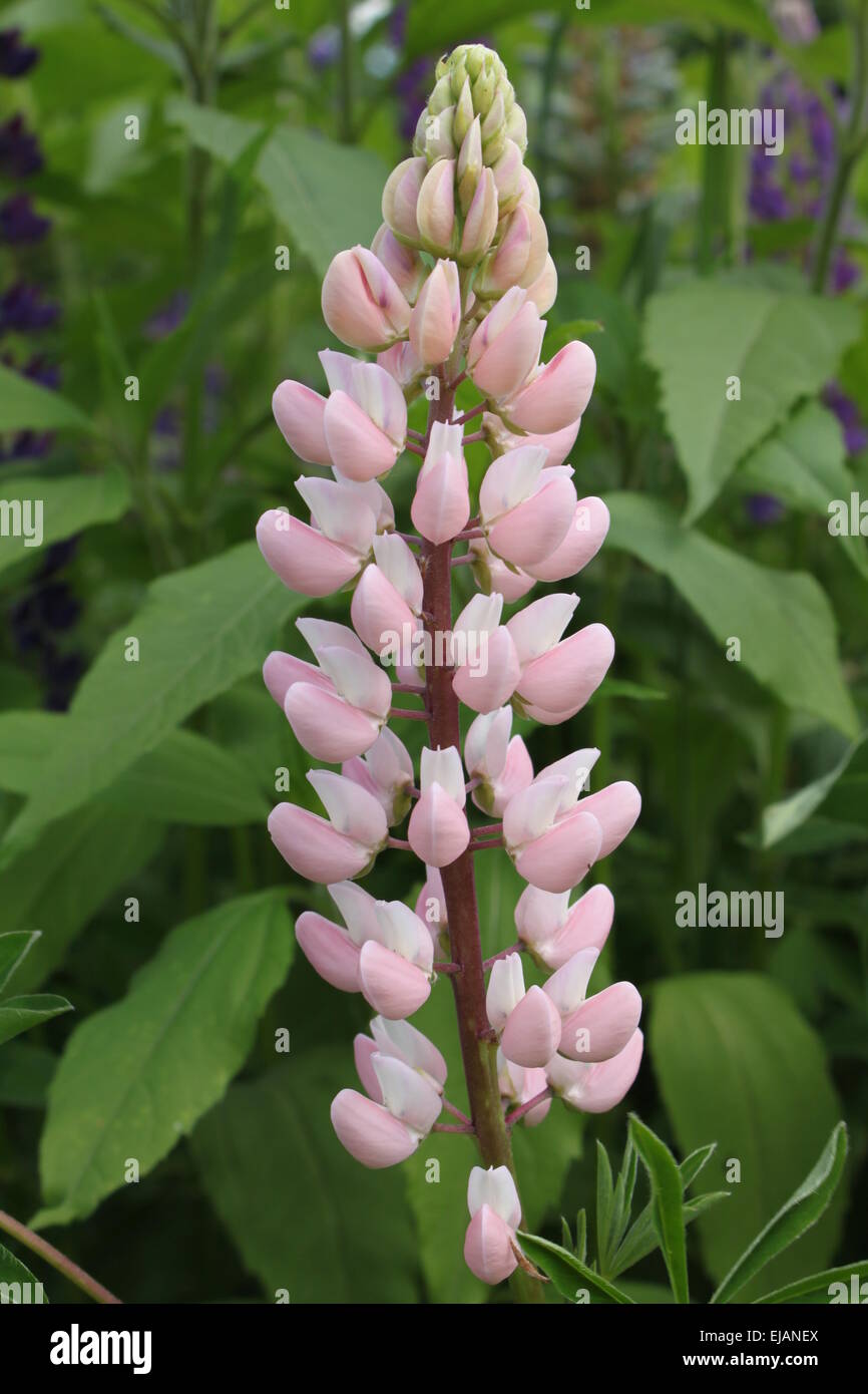 Fiore di lupino in un giardino Foto Stock