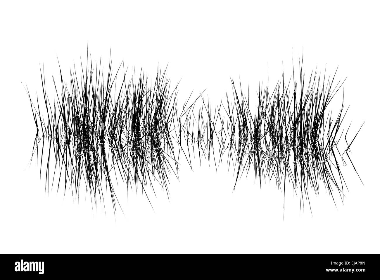 Lame di reed riflettendo in acqua, Lapponia Foto Stock