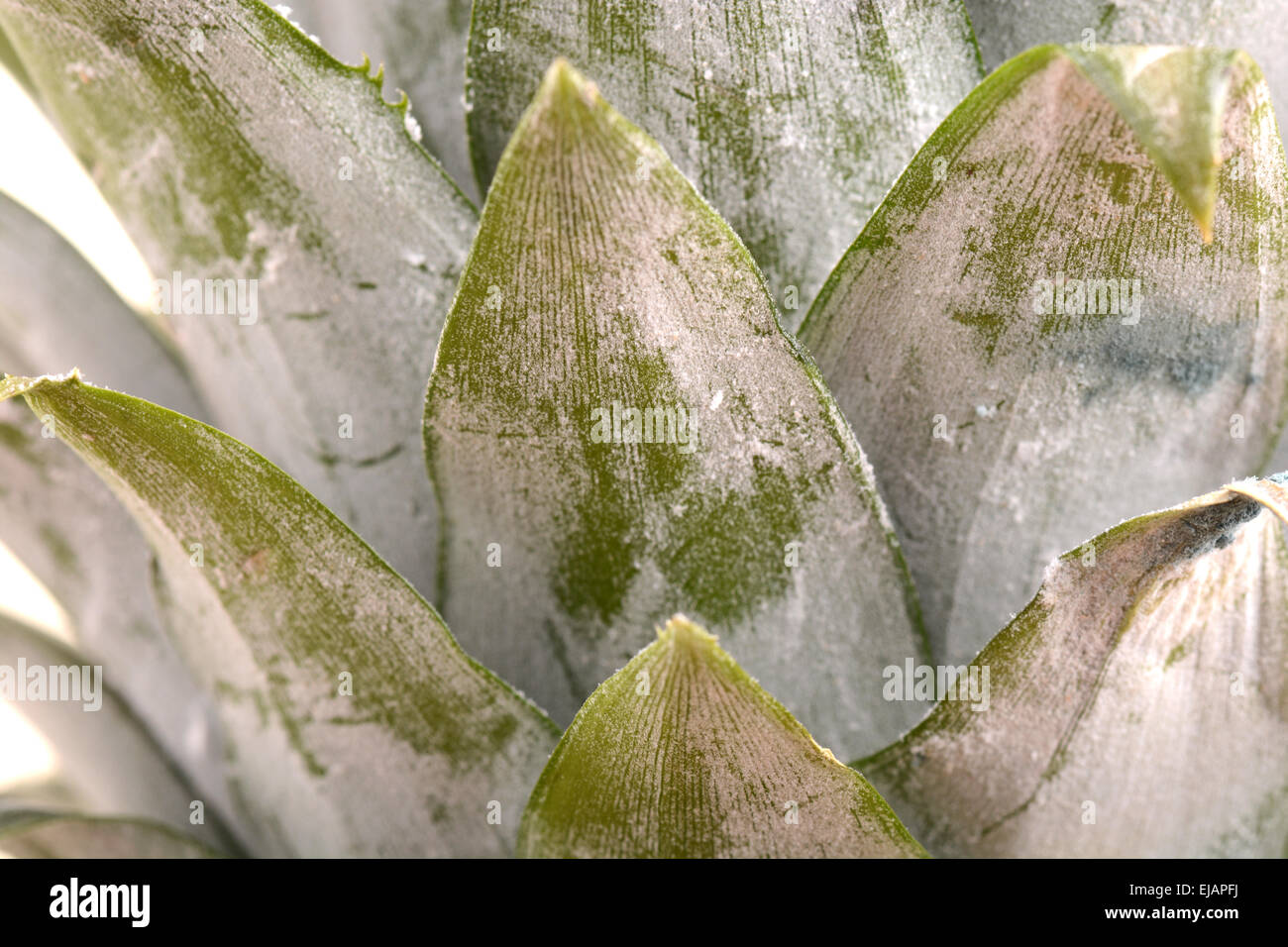 ananas fresco Foto Stock