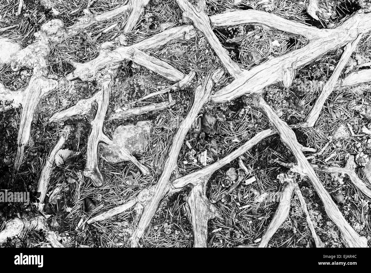 Radici di pino, Lapponia, Svezia Foto Stock