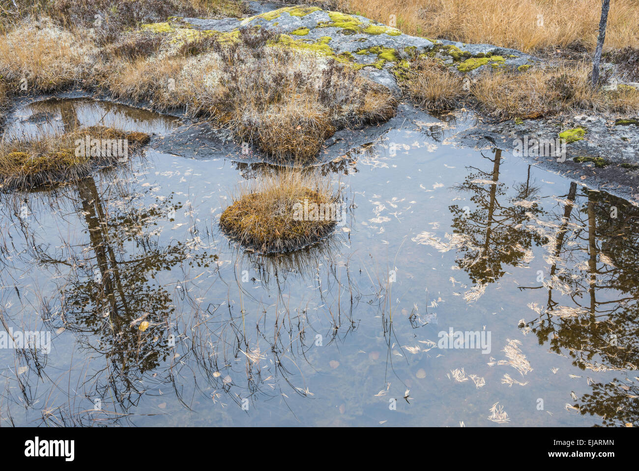 Pini riflettendo in un lago, Lapponia, Svezia Foto Stock