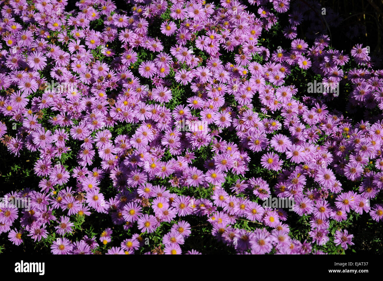 Cespugliosa aster Foto Stock