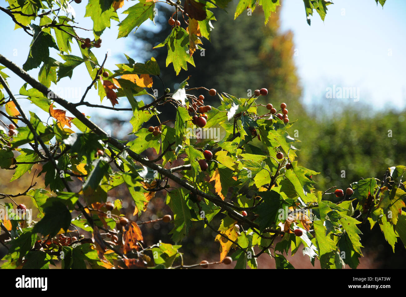 Wild service tree Foto Stock