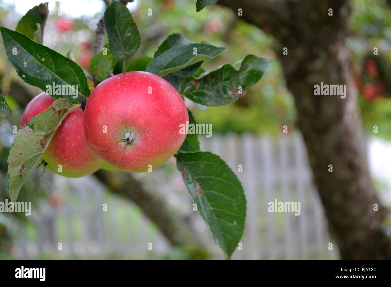 Le mele non trattate sulla struttura ad albero Foto Stock