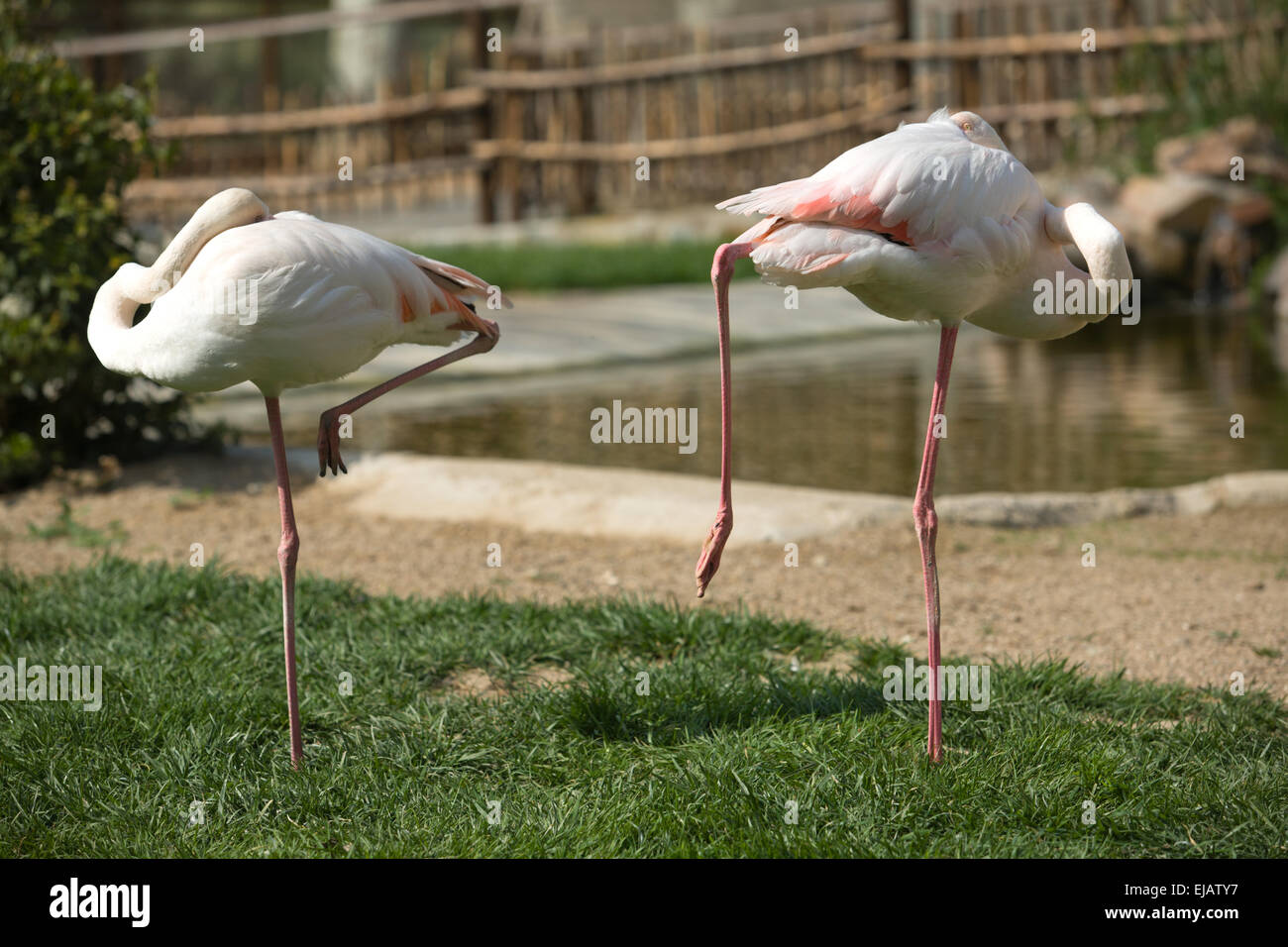 Fenicotteri rosa nel parco in piedi su una gamba sola, Spagna Foto Stock