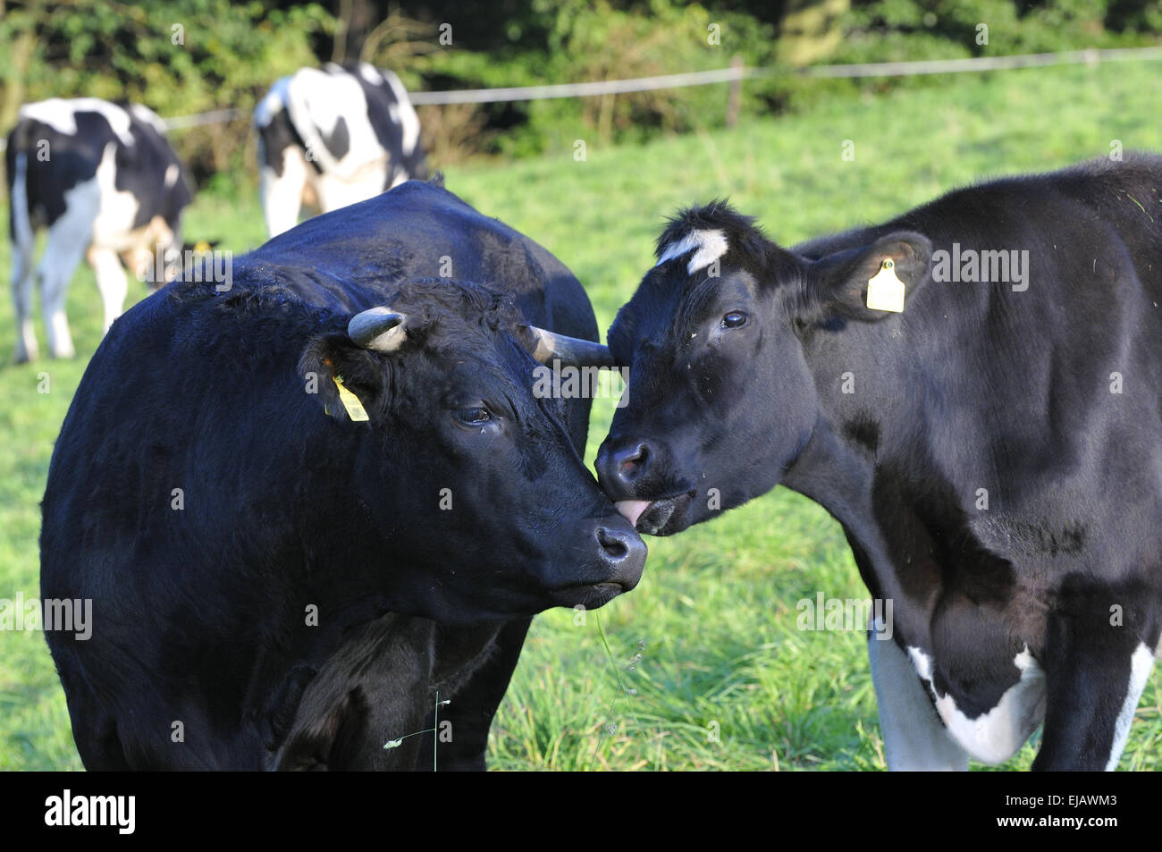 Bestiame bovino Foto Stock