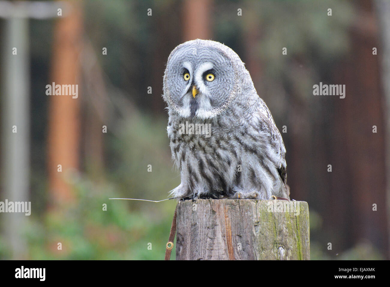 Grande gufo di Aquila Foto Stock