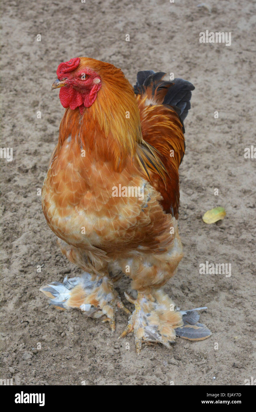 Brahma bantam rooster Foto Stock