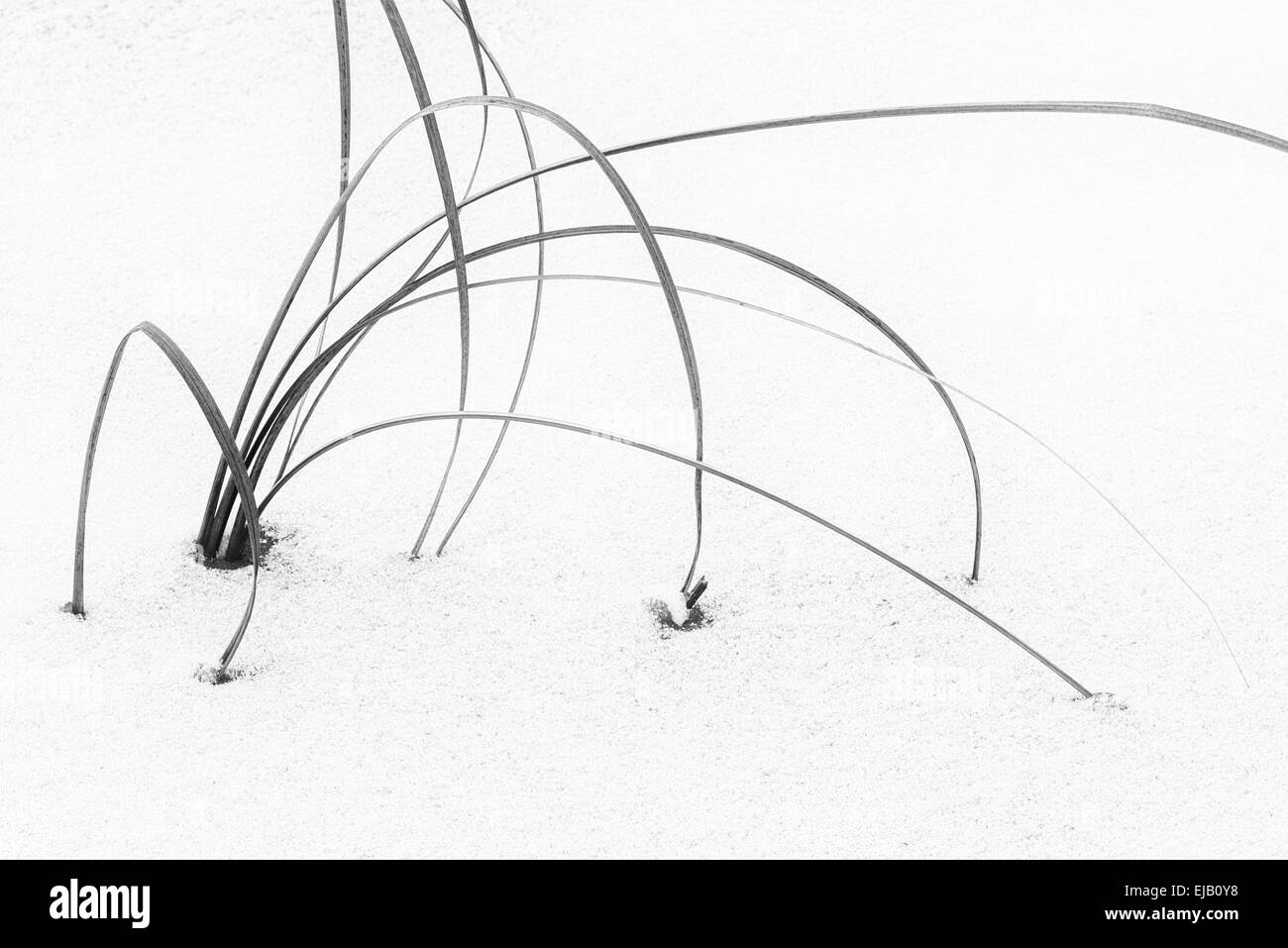 Lame di reed in un lago ghiacciato, Lapponia, Svezia Foto Stock