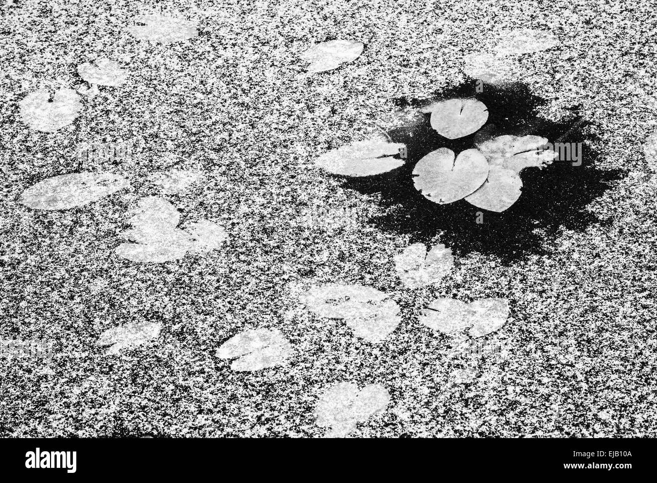 Water-Lilies in un lago ghiacciato, Lapponia, Svezia Foto Stock