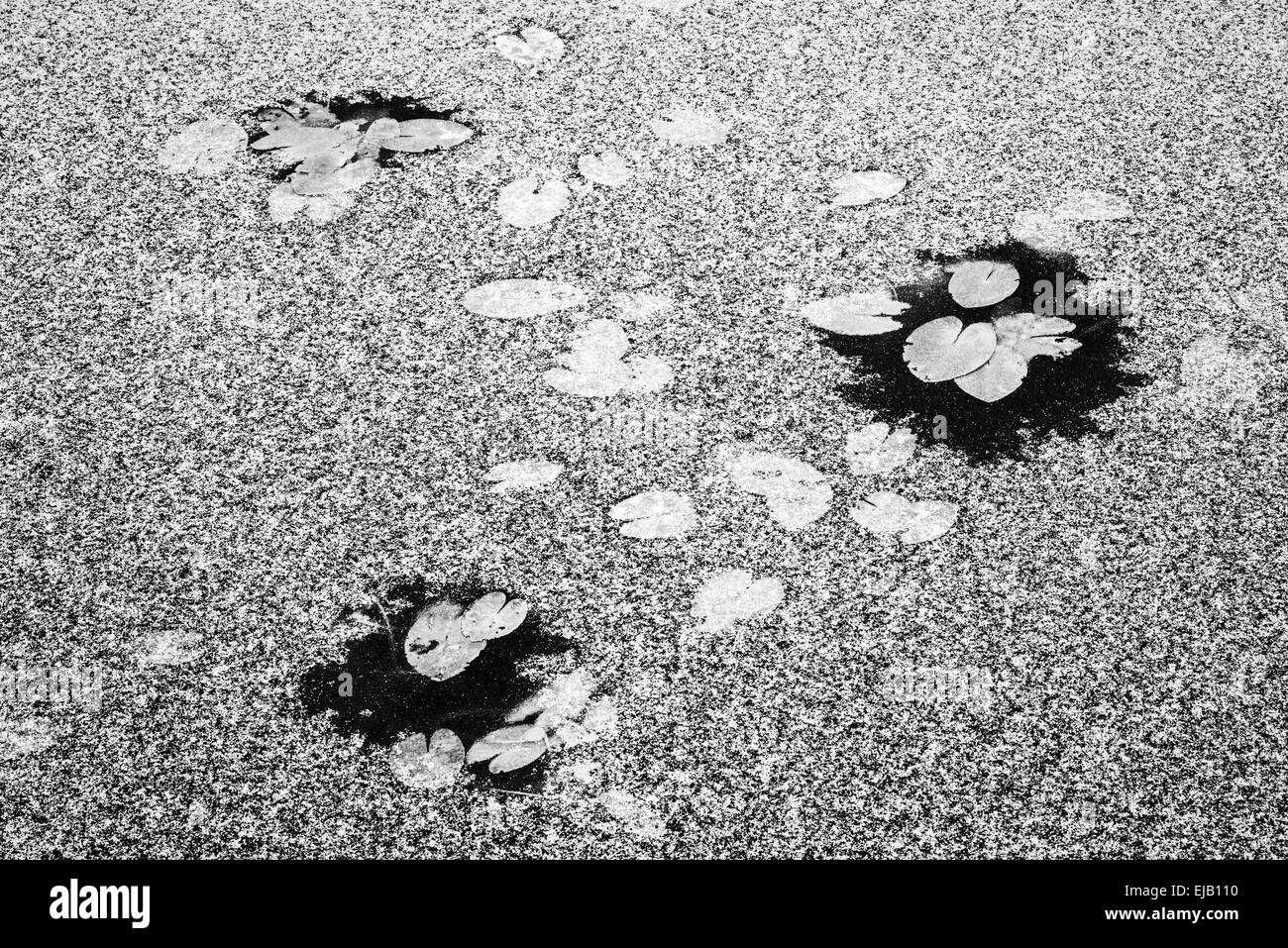 Water-Lilies in un lago ghiacciato, Lapponia, Svezia Foto Stock