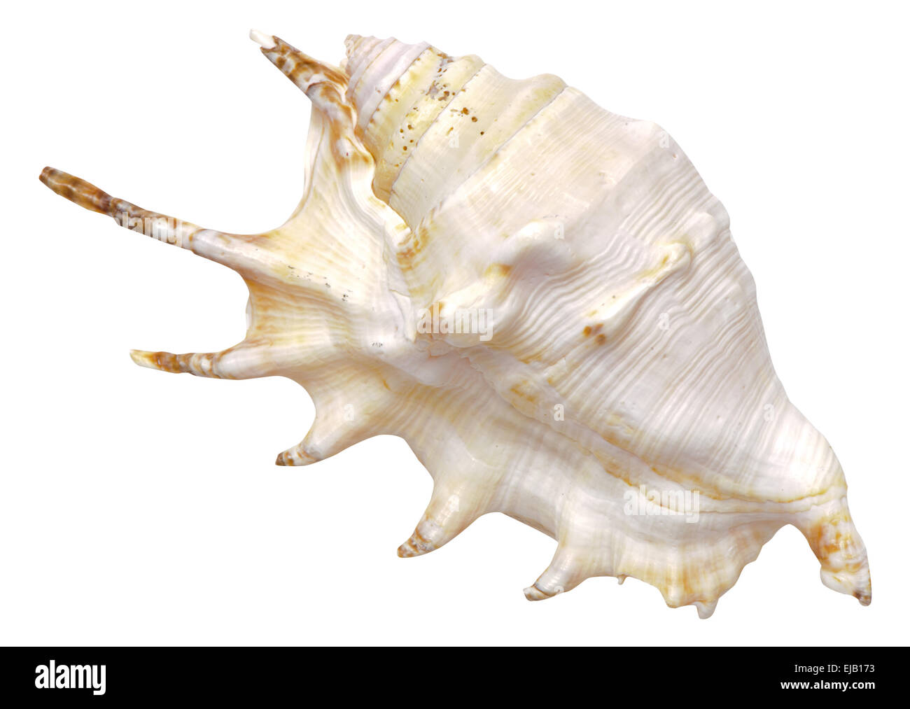 Le cozze e shell isolata su bianco Foto Stock