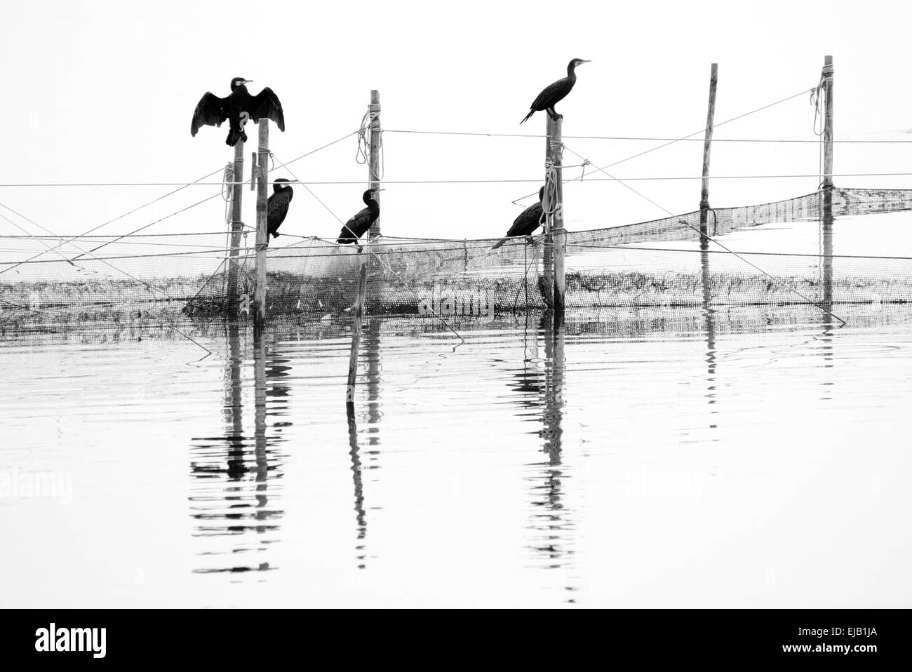 I cormorani in reti da parte della baia Foto Stock