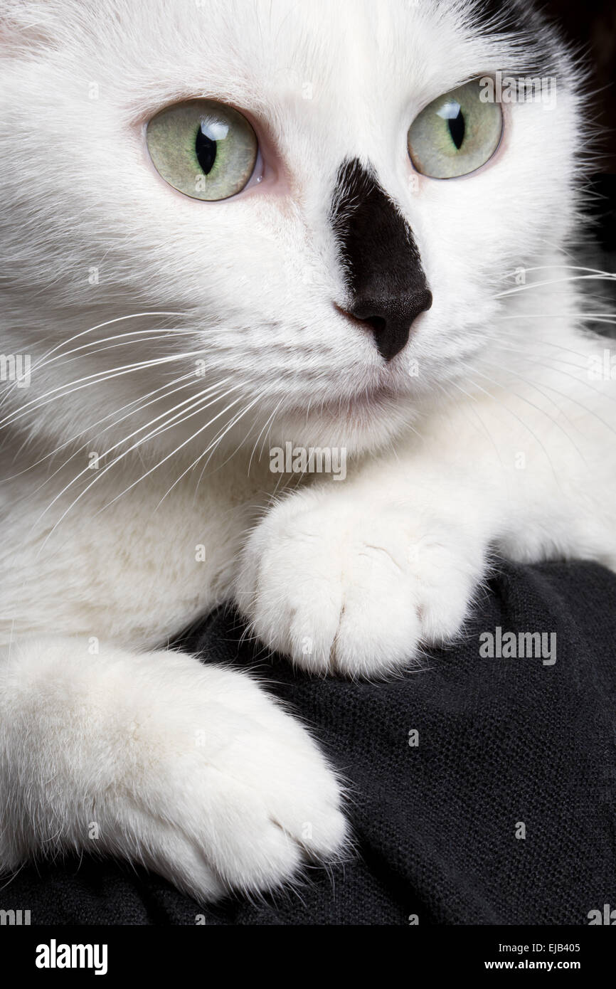 Close-up verticale gatto bianco con naso nero Foto Stock