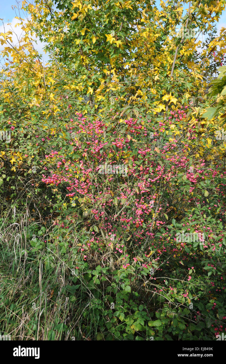 Mandrino europea Foto Stock
