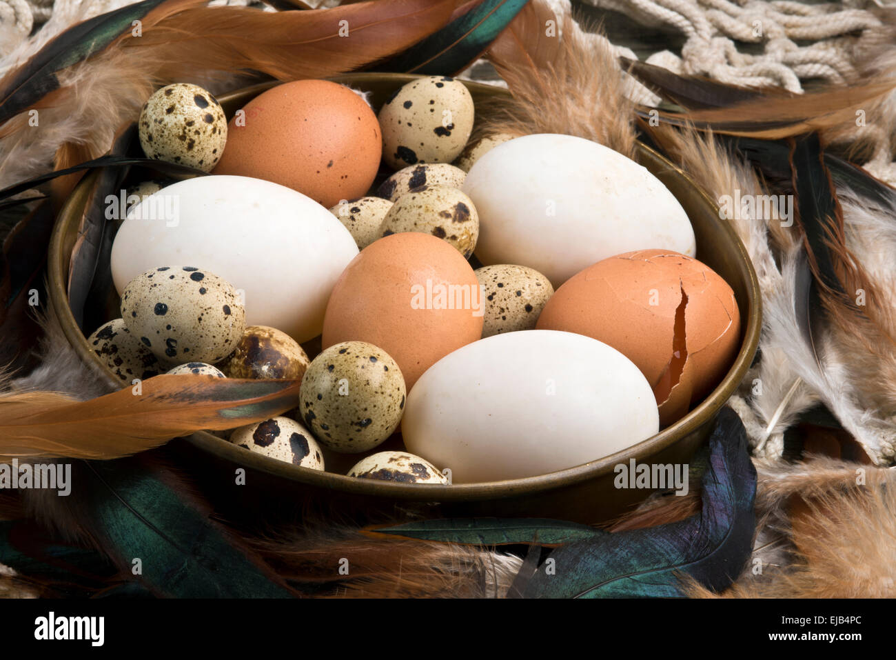 Carne fresca di anatra, gallina e uova di quaglia in un vaso di rame circondato da galline e piume di gallo Foto Stock