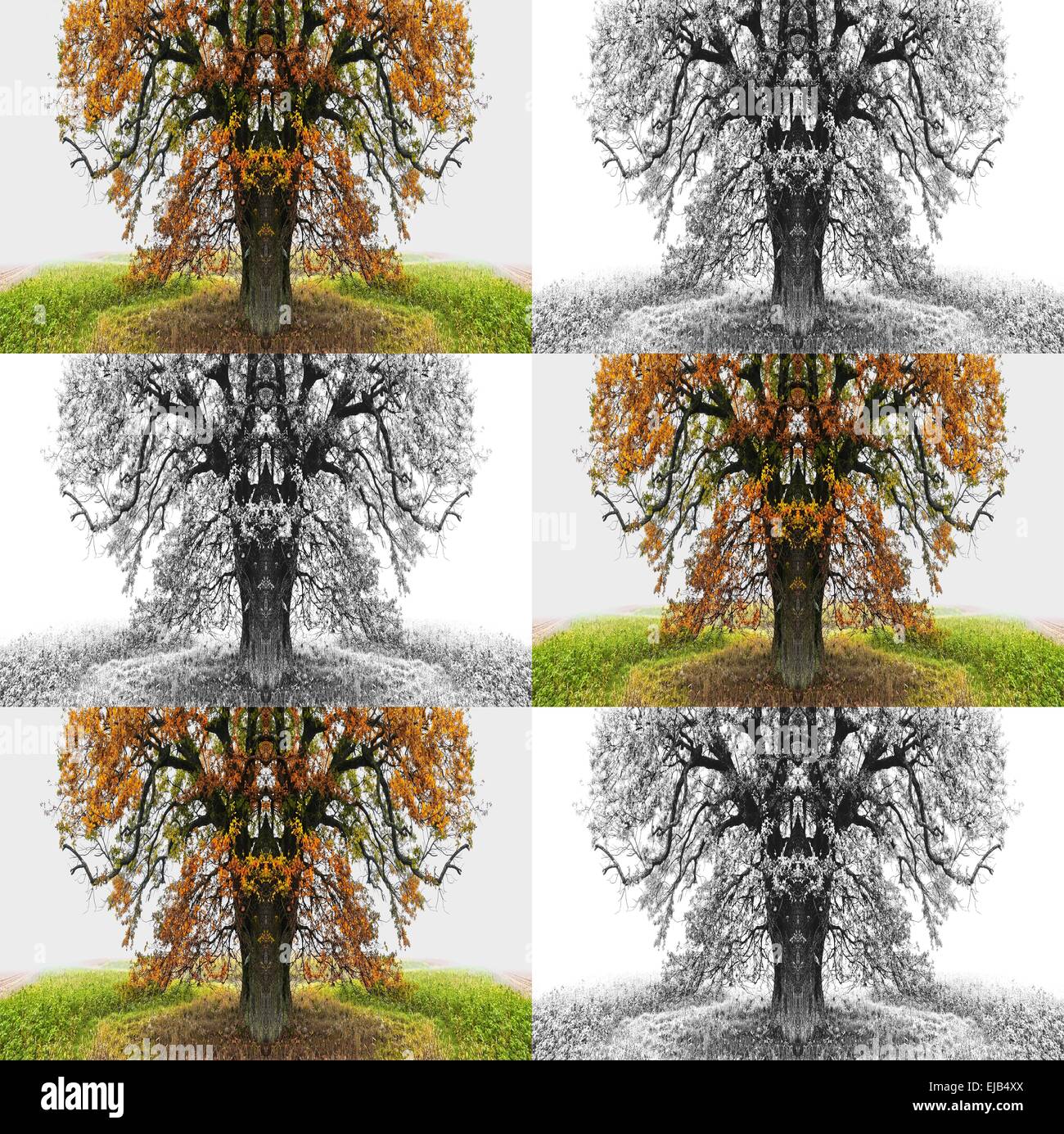 Alberi di autunno colore - bianco Foto Stock
