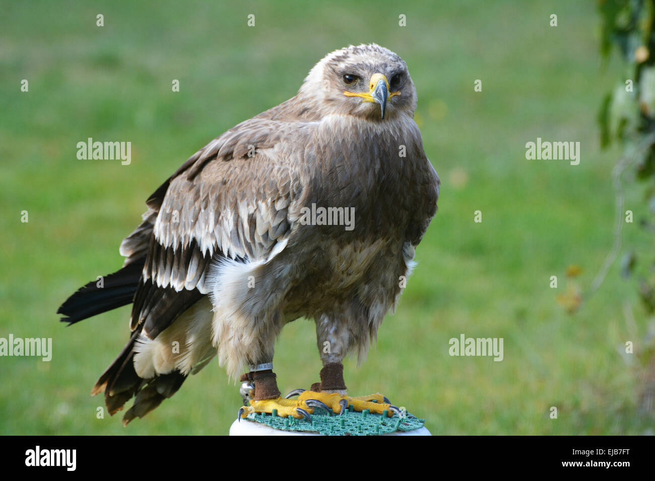 Steppa Eagle in tedesco la falconeria Potsdam Foto Stock