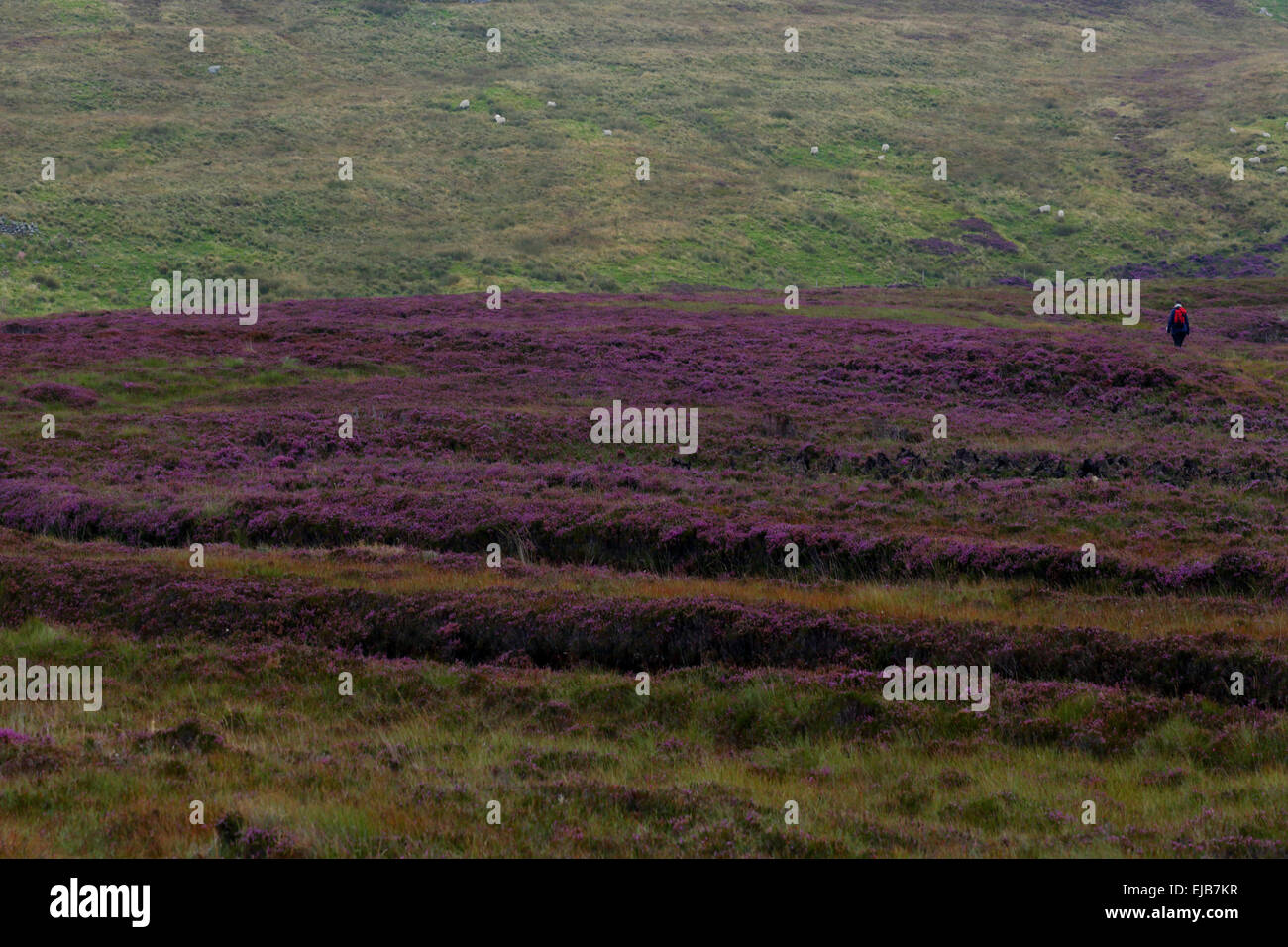 Torbiera, Benbecula, Ebridi Esterne, Scozia Foto Stock