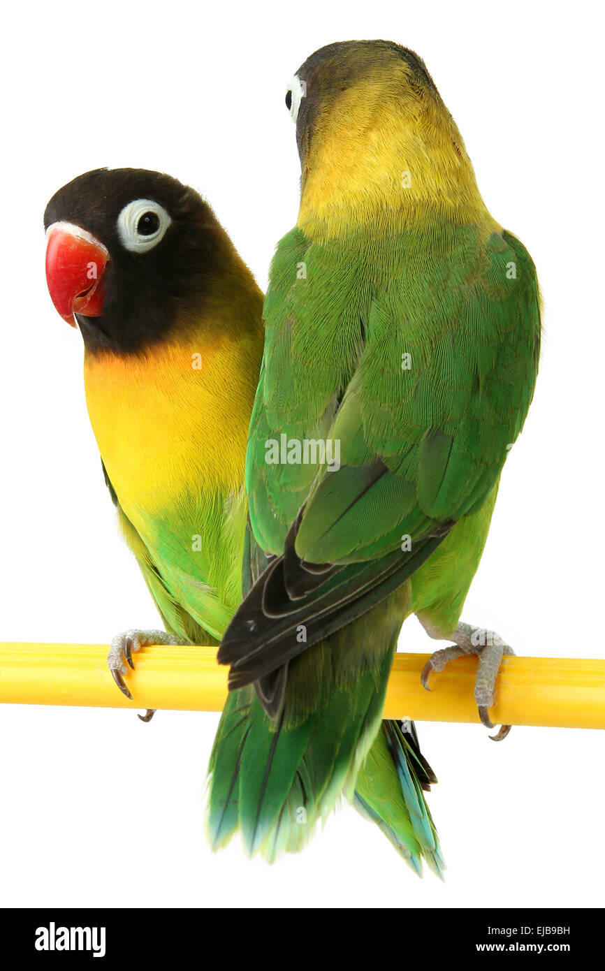 Pappagallo verde lovebird Foto Stock