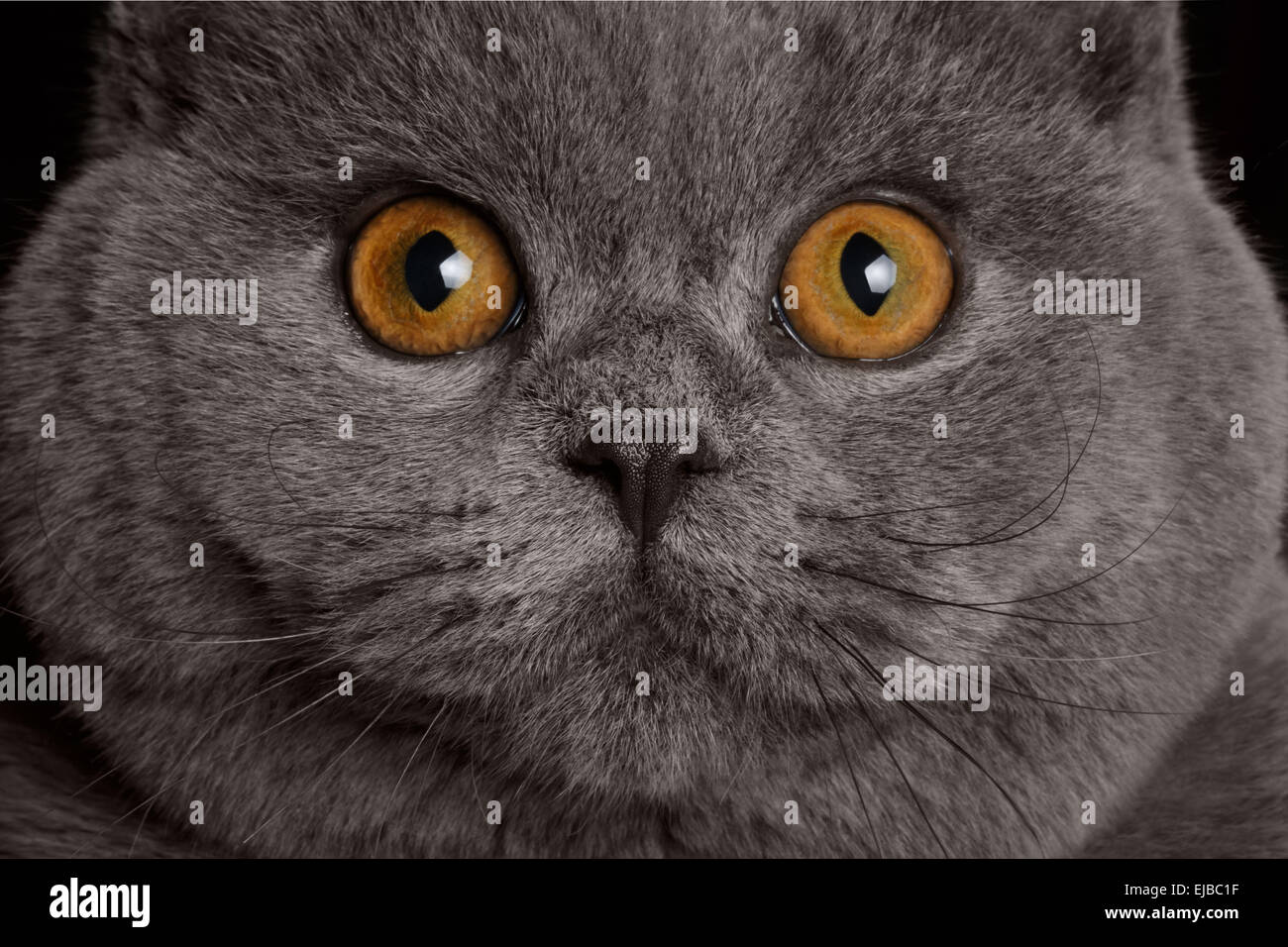 Britannico gatto con grandi occhi rotondi Foto Stock