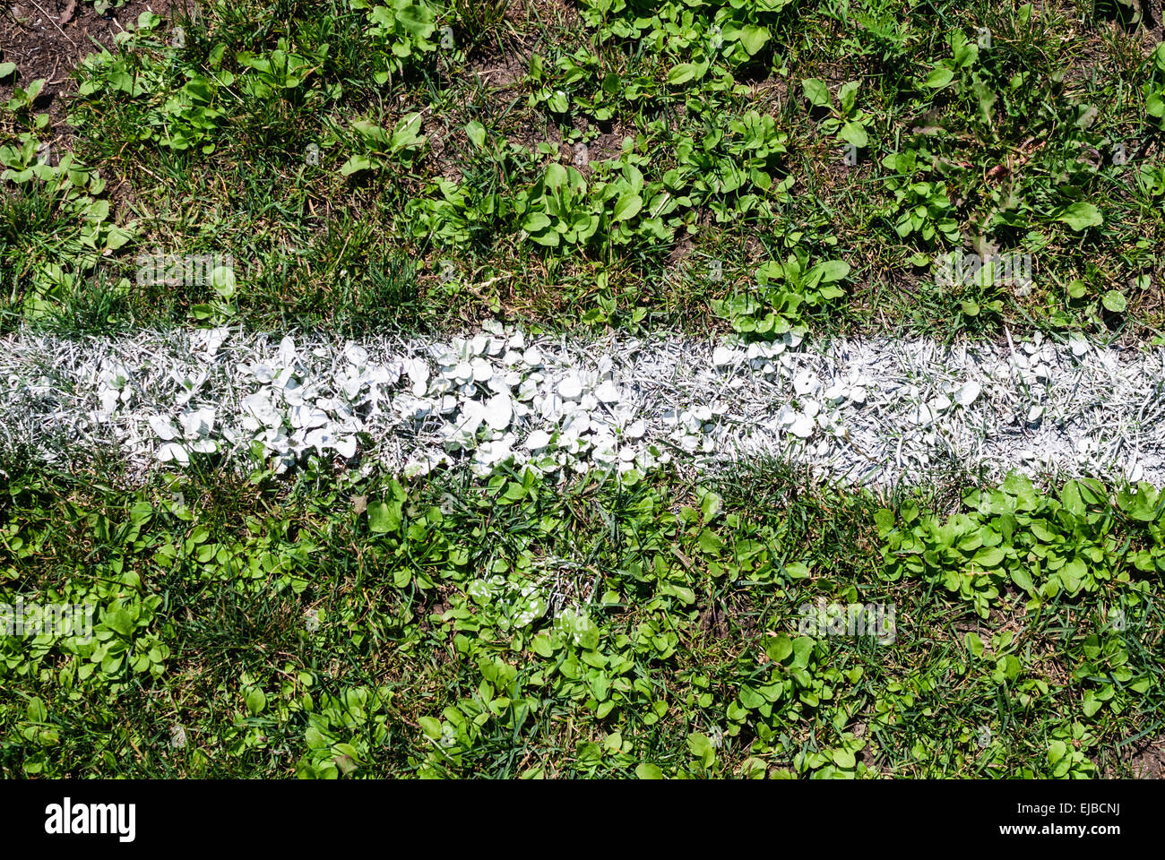 Dritto bianco gesso marcatura linea su sfondo di erba. Foto Stock