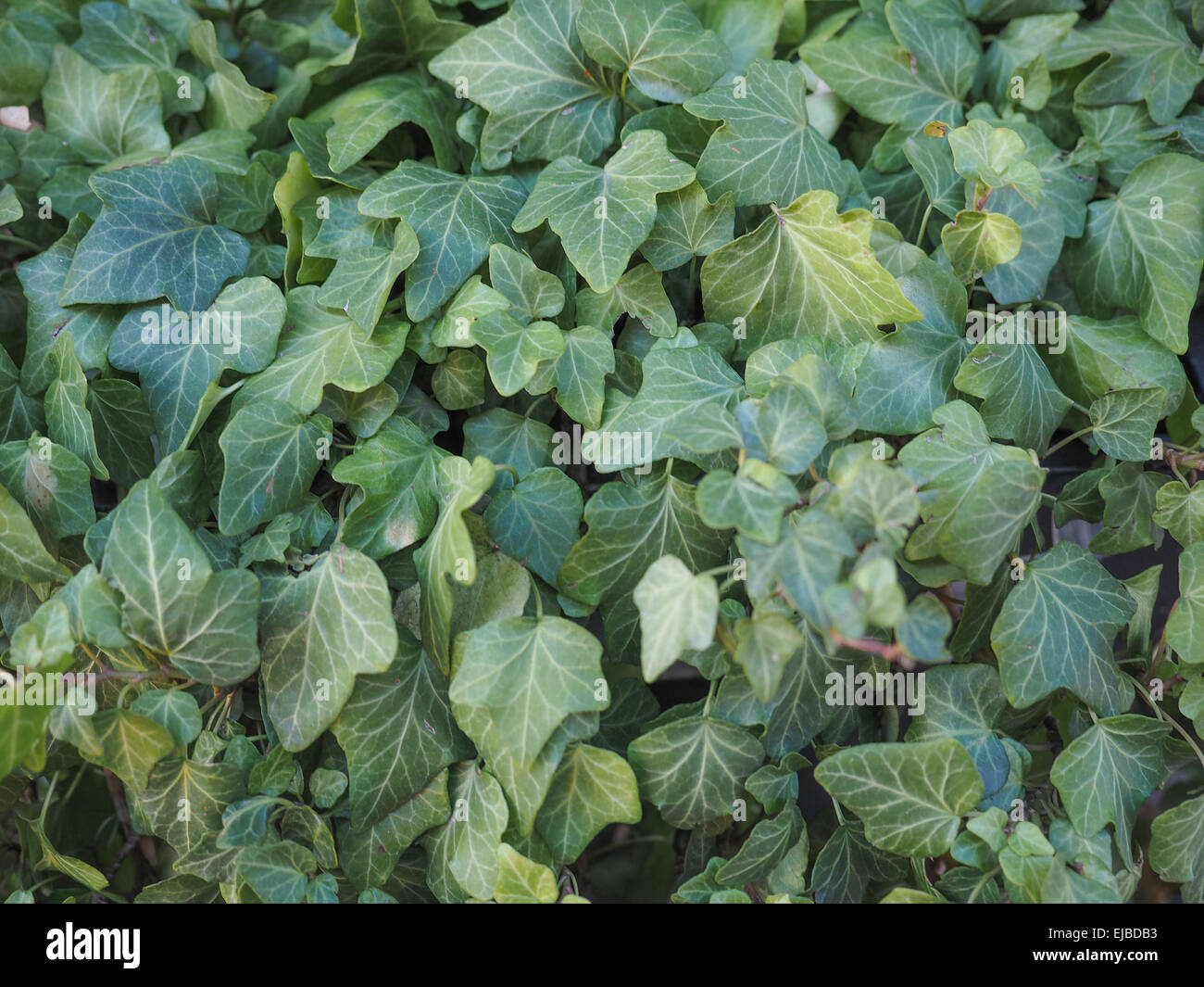 Foglie di edera Foto Stock