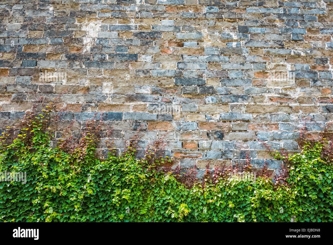 Ivy con le antiche mura della città Foto Stock